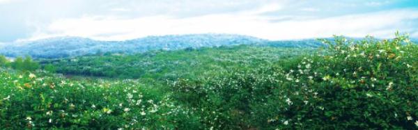 湖南首个茶油地方标准出台 常宁油茶旅游文化节6月6日举行 湖南首个茶油地方标准出台 常宁油茶旅游文化节6月6日举行