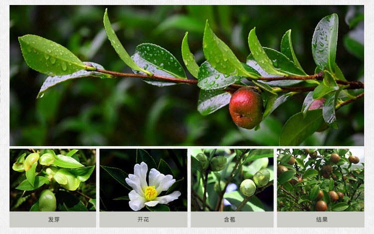 油茶种植技术