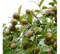 油茶树种高产油茶树种油茶籽