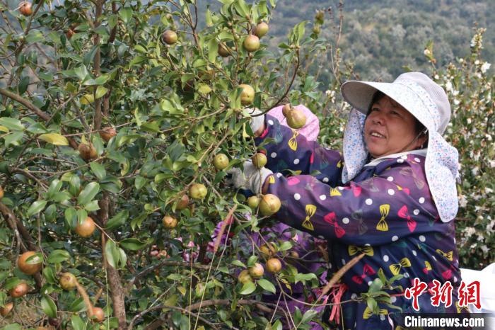 图为村民在采摘油茶果。 林馨 摄