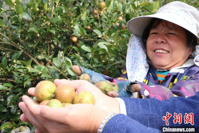 图为丰收的油茶果。 林馨 摄